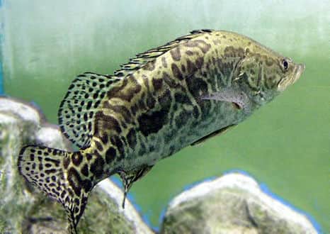 魚類図鑑・ケツギョ